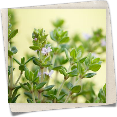 Kugelthymian 'Fredo' Kugelthymian 'Fredo'