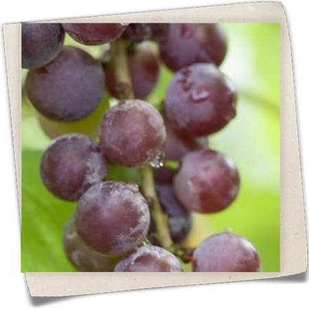 Weinrebe 'Suffolk Red' Weinrebe 'Suffolk Red'