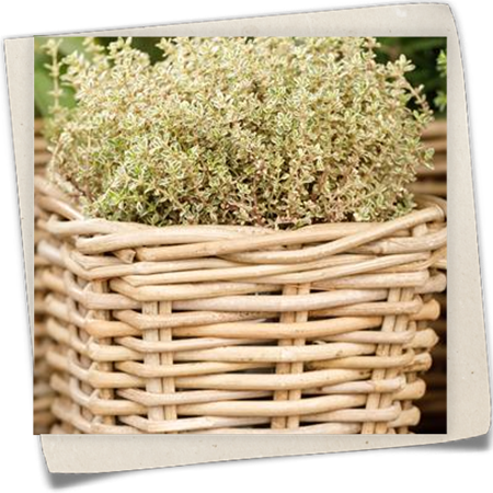 Bunter Zitronen-Thymian 'Aureus' Bunter Zitronen-Thymian 'Aureus'