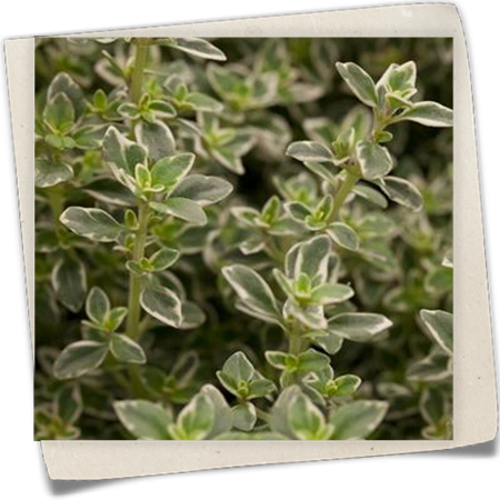 Zitronen-Thymian 'Foxley' Zitronen-Thymian 'Foxley'