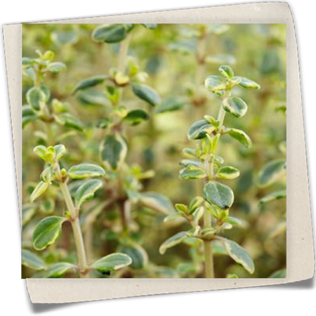 Zitronen-Thymian 'Mystic Lemon' Zitronen-Thymian 'Mystic Lemon'