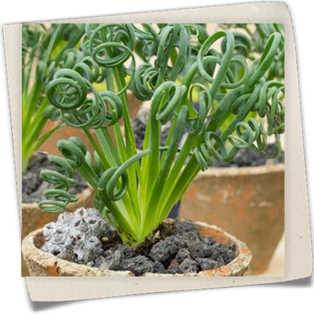 Albuca Albuca
