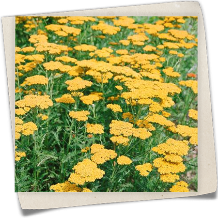 Hohe Garten-Gold-Garbe 'Altgold' Hohe Garten-Gold-Garbe 'Altgold'