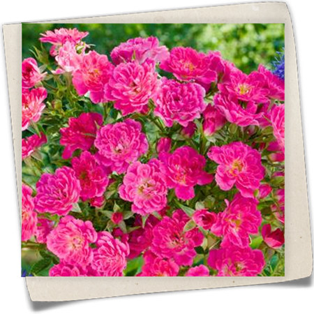 Bodendeckerrose 'Magic Carpet' Bodendeckerrose 'Magic Carpet'