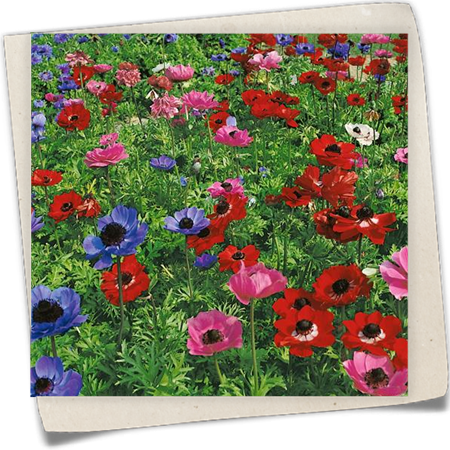 Garten-Anemone 'De Caen' Garten-Anemone 'De Caen'