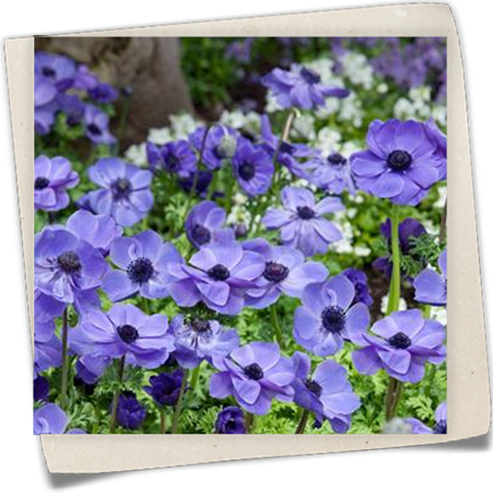 Kronenanemone 'Harmony Blue' Kronenanemone 'Harmony Blue'