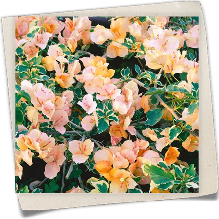 Drillingsblume 'California Gold' Drillingsblume 'California Gold'