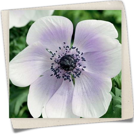 Kronenanemone 'Harmony Pearl' Kronenanemone 'Harmony Pearl'