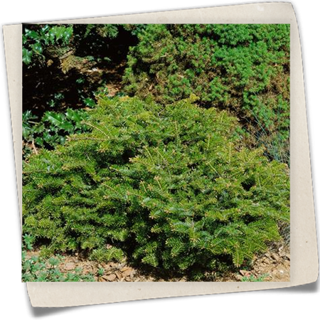 Weißtanne 'Barabits Spreader' Weißtanne 'Barabits Spreader'