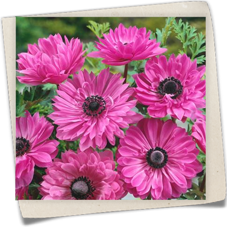 Kronen-Anemone 'The Admiral' Kronen-Anemone 'The Admiral'