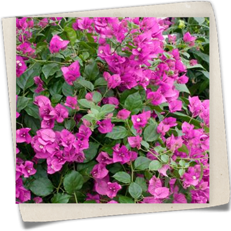 Bougainvillee 'Alexandra' Bougainvillee 'Alexandra'