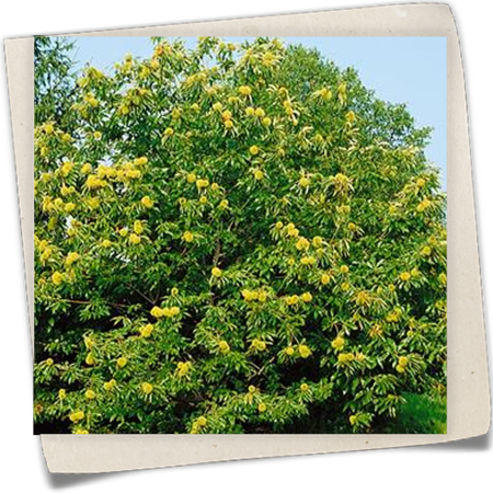 Esskastanie 'Marron de Lyon' Esskastanie 'Marron de Lyon'