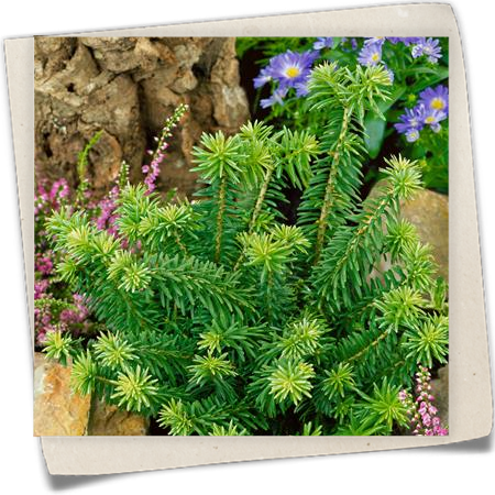 Niedere Balsamtanne 'Nana' Niedere Balsamtanne 'Nana'