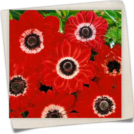 Kronen-Anemone 'The Governor' Kronen-Anemone 'The Governor'