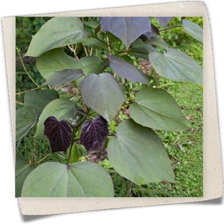 Trompetenbaum 'Purpurea' Trompetenbaum 'Purpurea'