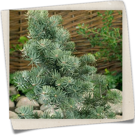 Zwerg-Colorado-Tanne 'Blue Saphir' Zwerg-Colorado-Tanne 'Blue Saphir'