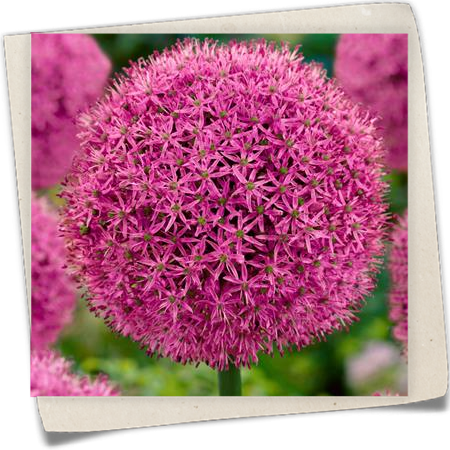 Garten-Kugel-Lauch 'Gladiator' Garten-Kugel-Lauch 'Gladiator'