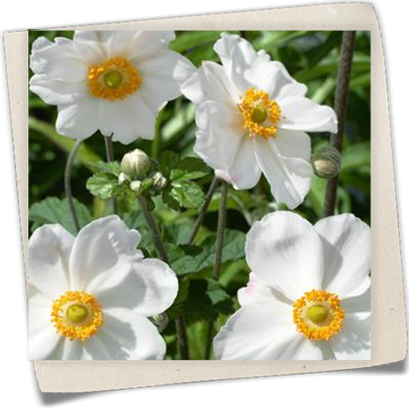 Garten-Herbst-Anemone 'Honorine Jobert' Garten-Herbst-Anemone 'Honorine Jobert'