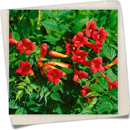 Trompetenblume 'Fire Trumpet Vine'® Trompetenblume 'Fire Trumpet Vine'®