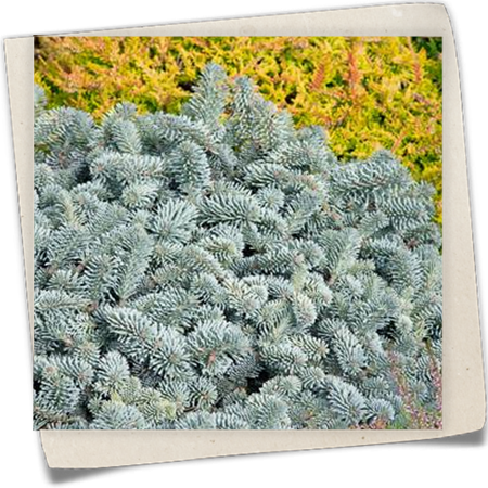 Colorado-Tanne 'Hexe' Colorado-Tanne 'Hexe'