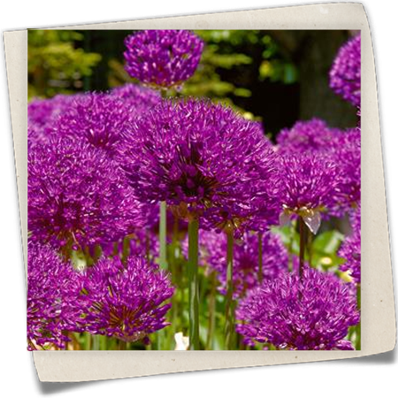 Garten-Kugel-Lauch 'Purple Sensation' Garten-Kugel-Lauch 'Purple Sensation'