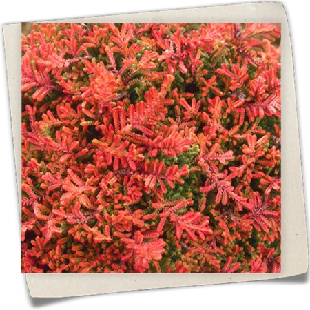 Besenheide Besenheide