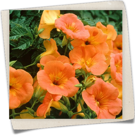 Trompetenblume 'Summer Jazz Gold'® Trompetenblume 'Summer Jazz Gold'®