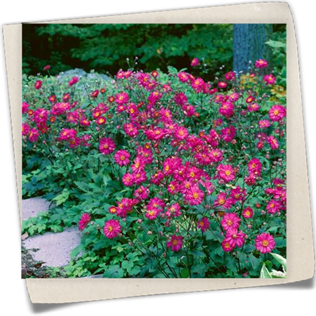 Garten-Herbst-Anemone 'Margarete' Garten-Herbst-Anemone 'Margarete'