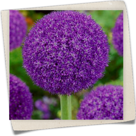 Zierlauch 'Ambassador'® Zierlauch 'Ambassador'®