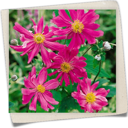 Garten-Herbst-Anemone 'Prinz Heinrich' Garten-Herbst-Anemone 'Prinz Heinrich'