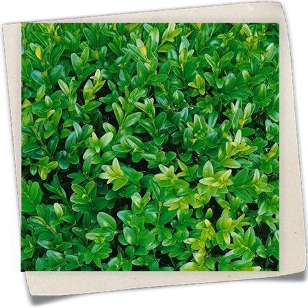 Zwerg-Buchsbaum 'Angustifolia' Zwerg-Buchsbaum 'Angustifolia'