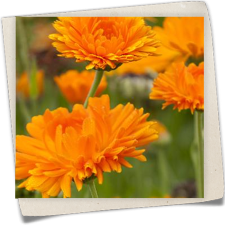 Ringelblume Ringelblume