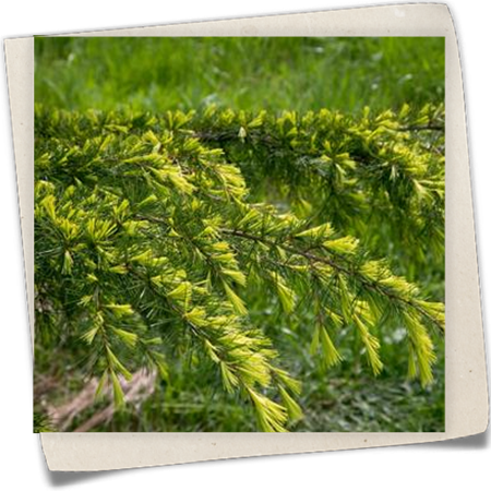 Himalaya-Zeder 'Golden Horizon' Himalaya-Zeder 'Golden Horizon'