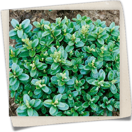 Buchsbaum 'Blauer Heinz' Buchsbaum 'Blauer Heinz'