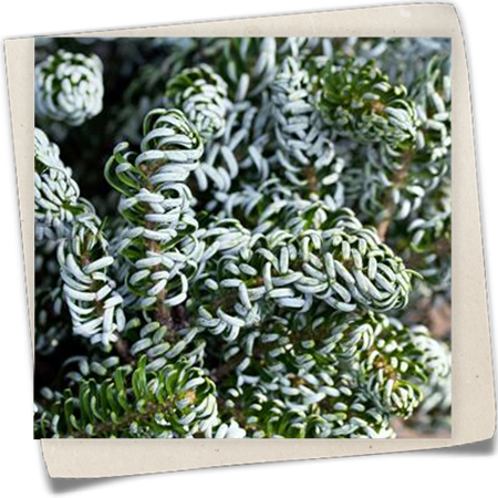 Koreatanne 'Kohouts Icebreaker'® Koreatanne 'Kohouts Icebreaker'®