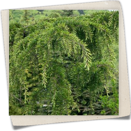 Libanon-Zeder Libanon-Zeder