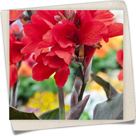 Indisches Blumenrohr 'Endeavour' Indisches Blumenrohr 'Endeavour'