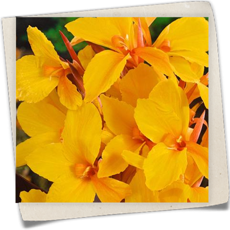 Indisches Blumenrohr 'Golden Lucifer' Indisches Blumenrohr 'Golden Lucifer'