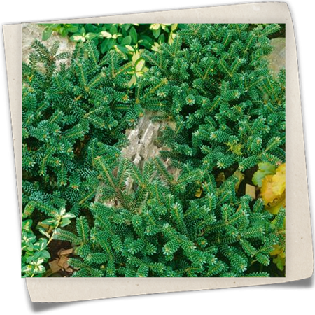 Zwerg-Koreatanne 'Oberon' Zwerg-Koreatanne 'Oberon'