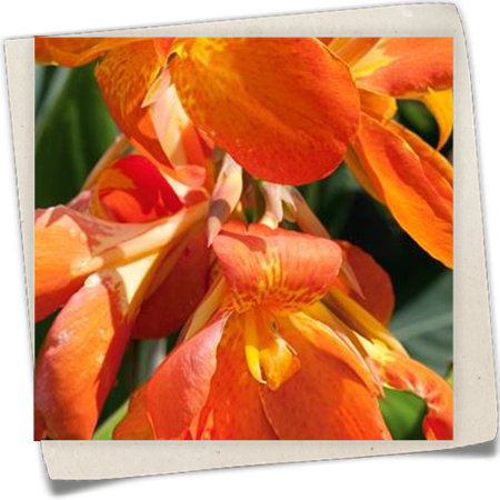 Indisches Blumenrohr 'La Boheme' Indisches Blumenrohr 'La Boheme'