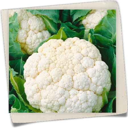 Winterblumenkohl 'Dalton' Winterblumenkohl 'Dalton'