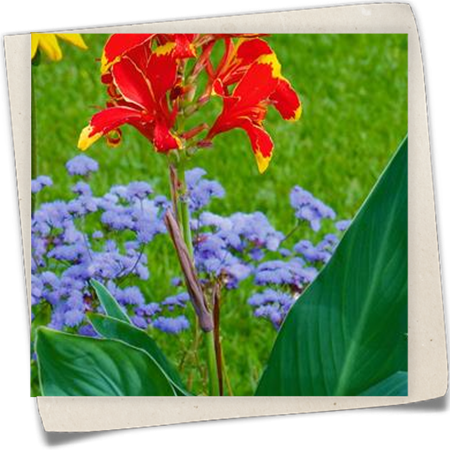 Indisches Blumenrohr 'Lucifer' Indisches Blumenrohr 'Lucifer'