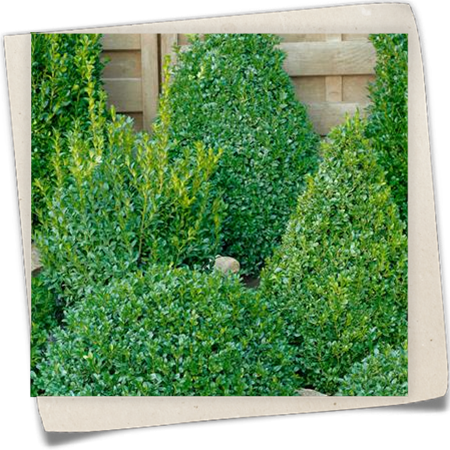 Hoher Buchsbaum Hoher Buchsbaum