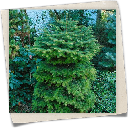 Zwerg-Nordmannstanne 'Barabit´s Compact' Zwerg-Nordmannstanne 'Barabit´s Compact'