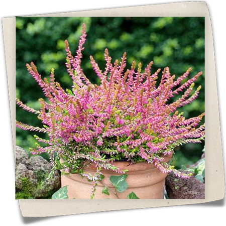 Besenheide Besenheide