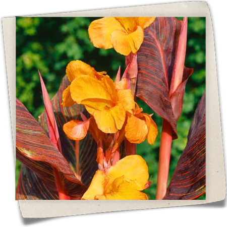 Indisches Blumenrohr 'Tropicana' Indisches Blumenrohr 'Tropicana'