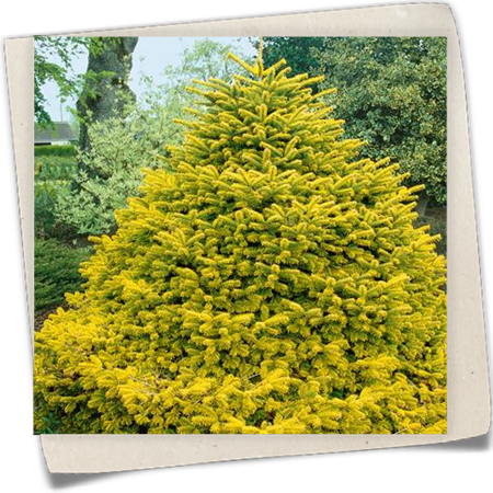 Nordmannstanne 'Golden Spreader' Nordmannstanne 'Golden Spreader'