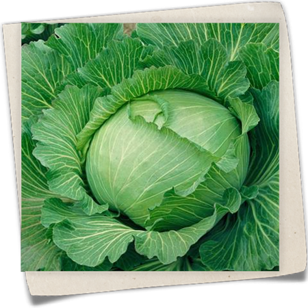 Weißkohl 'Braunschweiger Riesen' Weißkohl 'Braunschweiger Riesen'