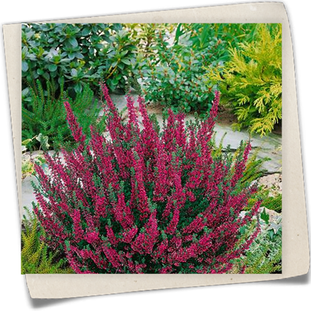 Besenheide Besenheide