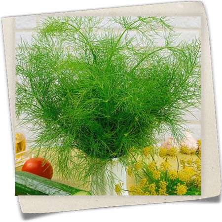 Dill 'Mammut' Dill 'Mammut'